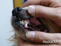愛犬デュオの歯石